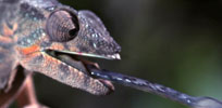 chameleon