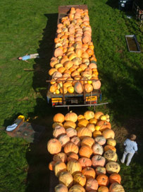 Pumpkins