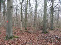 wood-website.jpg
