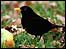 Blackbird