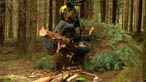 cutting down trees
