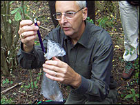 Weighing dormice