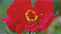 Geum