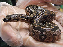 Baby snake