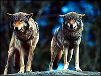 lobos-cinza