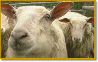 Sheep