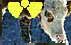 radioactive cow