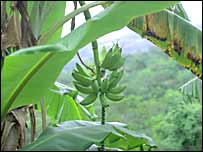 Floresta