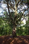 The Fairy Tree, Aberfoyle