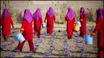 زعفران