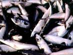 mackerel