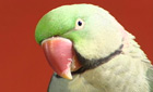 Budgie