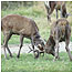 Deer rutting