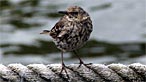 Rock pipit. Photo: Alan Crawshaw
