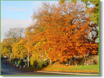 Autumn trees in Newton Abbot