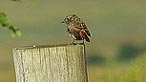 Redstart. Photo: Steve Ashton
