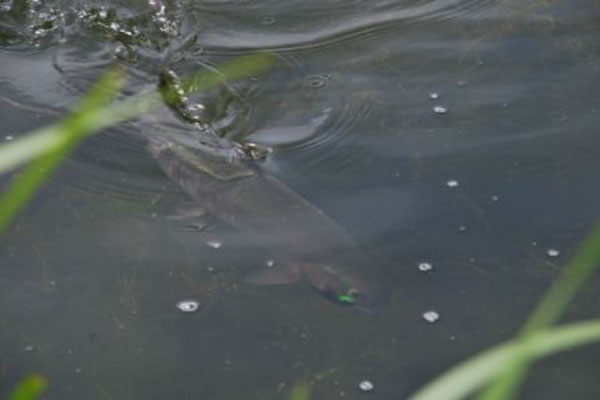 bFlyFishingSyonPark02.jpg