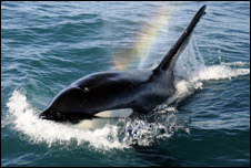 orca