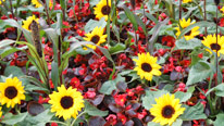 plant comination: Coleus, begonia and sunflower