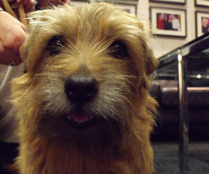 Hector the dog