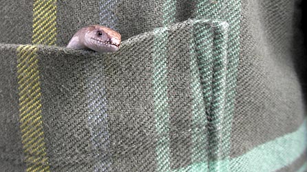 slow_worm_446.jpg