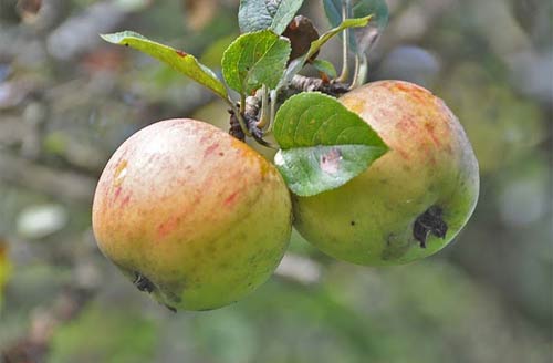 apple tree no. 9