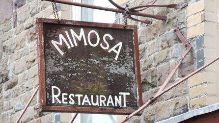 mimosa1.jpg