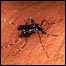 Mosquito que transmite a malária