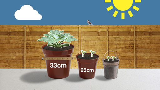 Different sized pots lined up with veg growing in them.