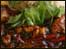 Lobster in black bean sauce