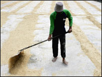 انڈونیشیا میں چاول کی پیداوار