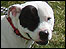 Stanley the Staffordshire Bull Terrier