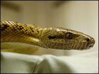 Snake