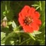लाल पॉपी
