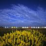 Wild Lupins by Paul Mitchell