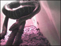 Snake
