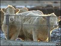 Vacas