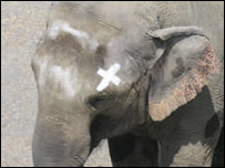 Elefante
