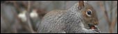 Grey Squirrel by Terry Ferdinand