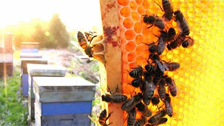 honey_comb.jpg