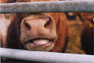 Nosey by Jenny O'Neill