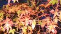 Acer palmatum 'Deshojo'