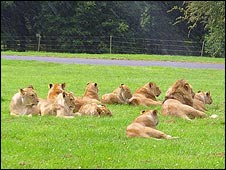 lions_226.jpg