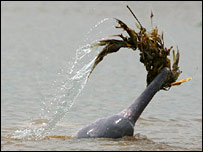 Golfinho da Amazónia