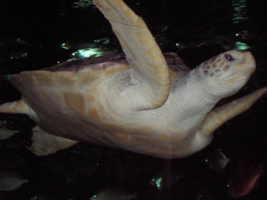 Amazing turtle