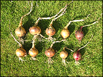 onions.203.jpg