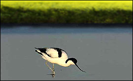 Avocet 
