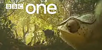CGI chameleon