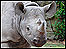 Zuri at one year old