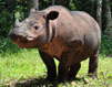 Sumatran Rhino